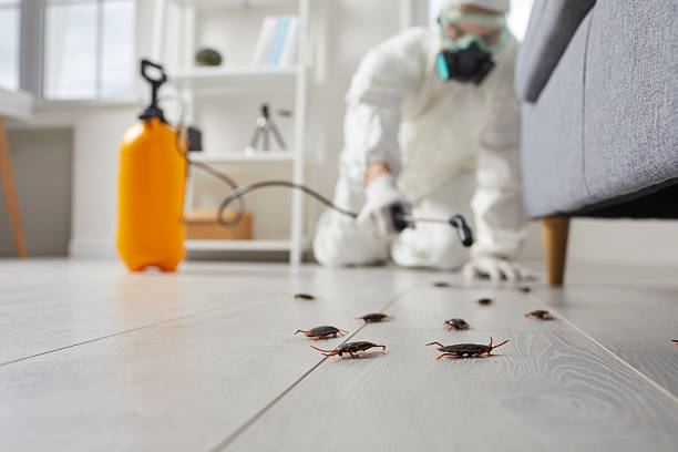 Affordable Termite Control solutions in Beloit, KS